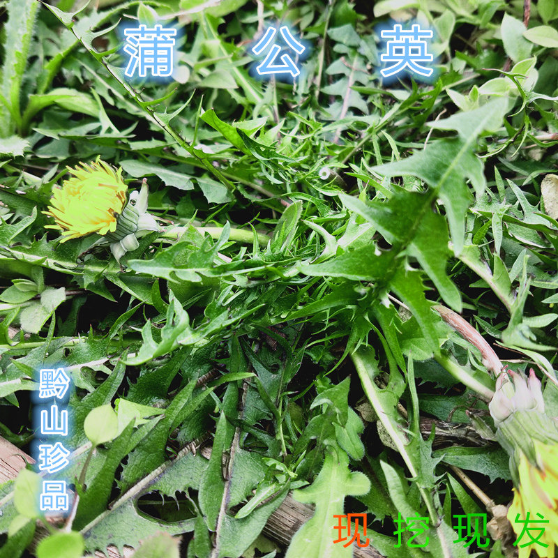 蒲公英黄花地丁蒲公草婆婆丁贵州