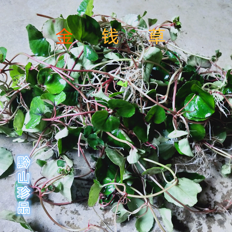贵州深山金钱草中草药材镜面草翠屏草过路黄新鲜现采大叶金钱500g