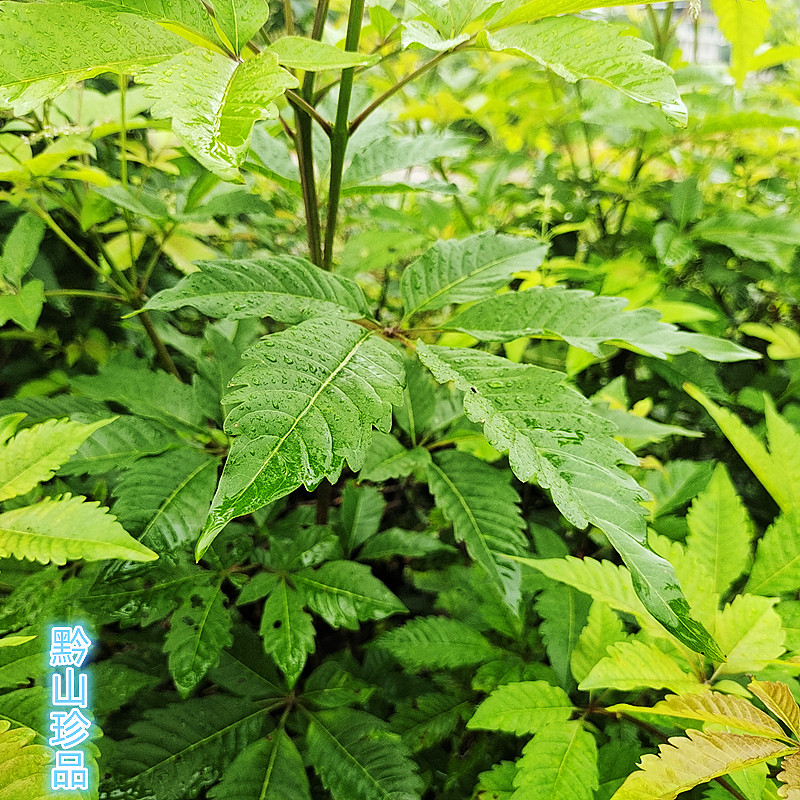 新鲜现采黄荆叶牧荆中药材黄荆根