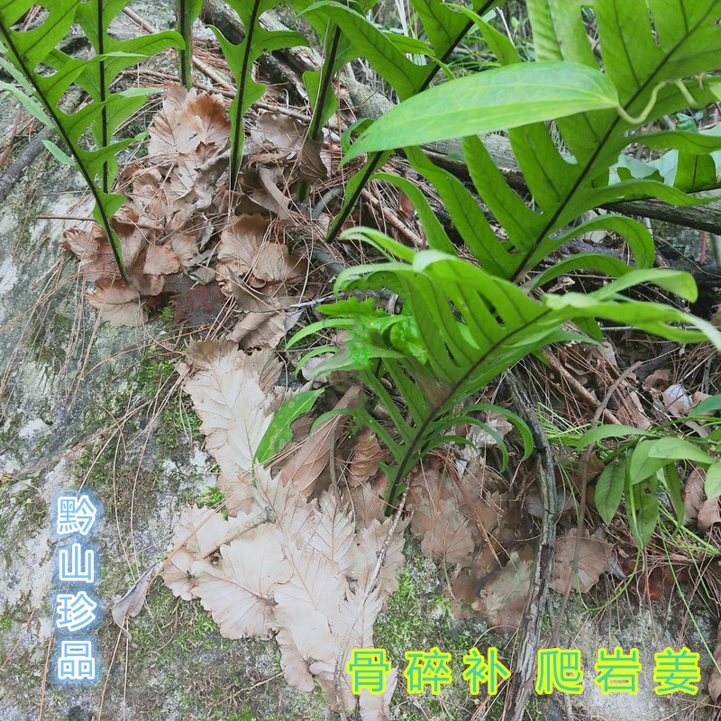 贵州道地中药材新鲜骨碎补 爬岩姜猴掌姜毛姜申姜猴姜爬崖姜1000g