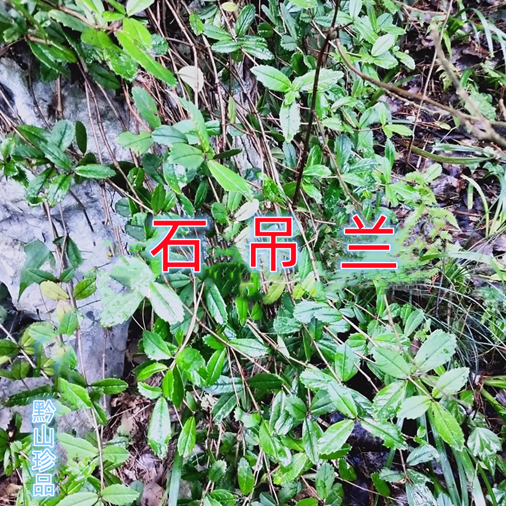 贵州草药吊石苣苔中药材石吊兰岩豇豆千锤打肺红草竹勿刺新鲜现采
