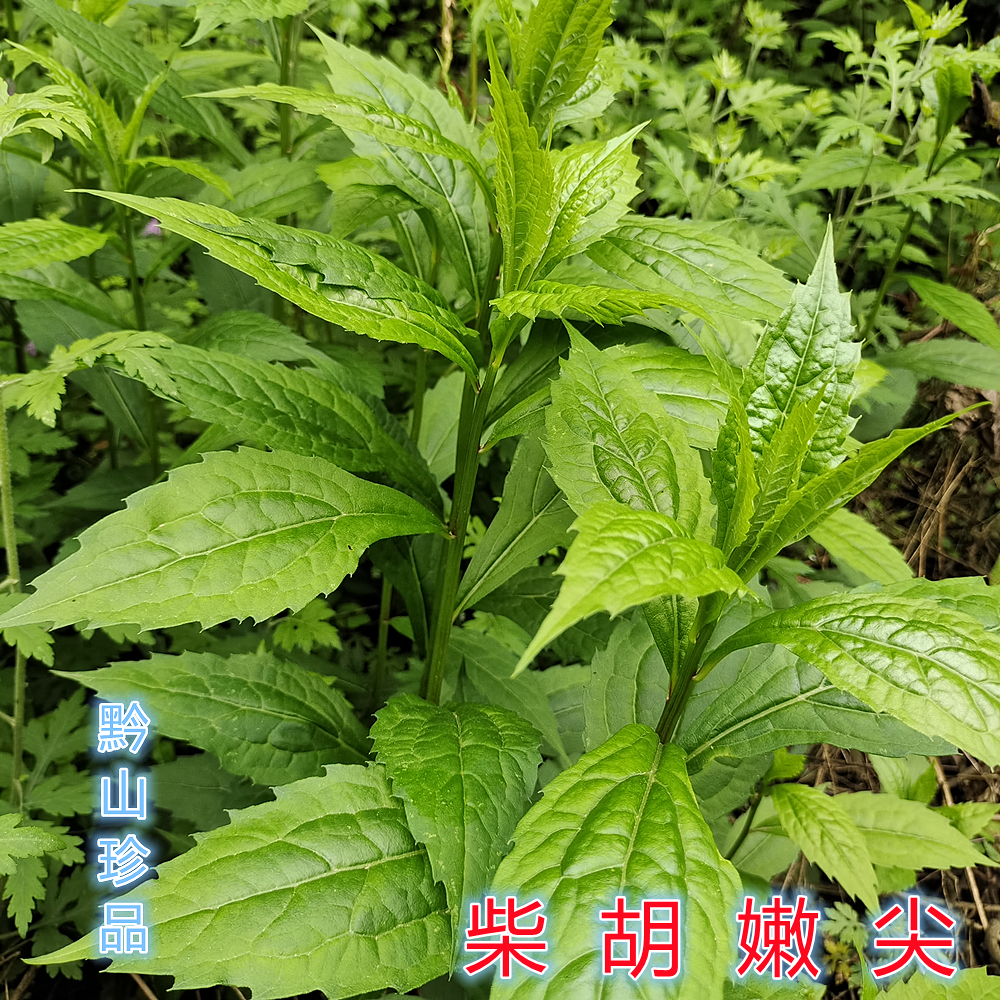 三脉紫菀白升麻山白菊小柴胡嫩尖