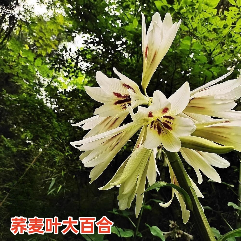 贵州中药材荞麦叶大百合大叶百合高大型状荞麦叶贝母鳞茎新鲜现采