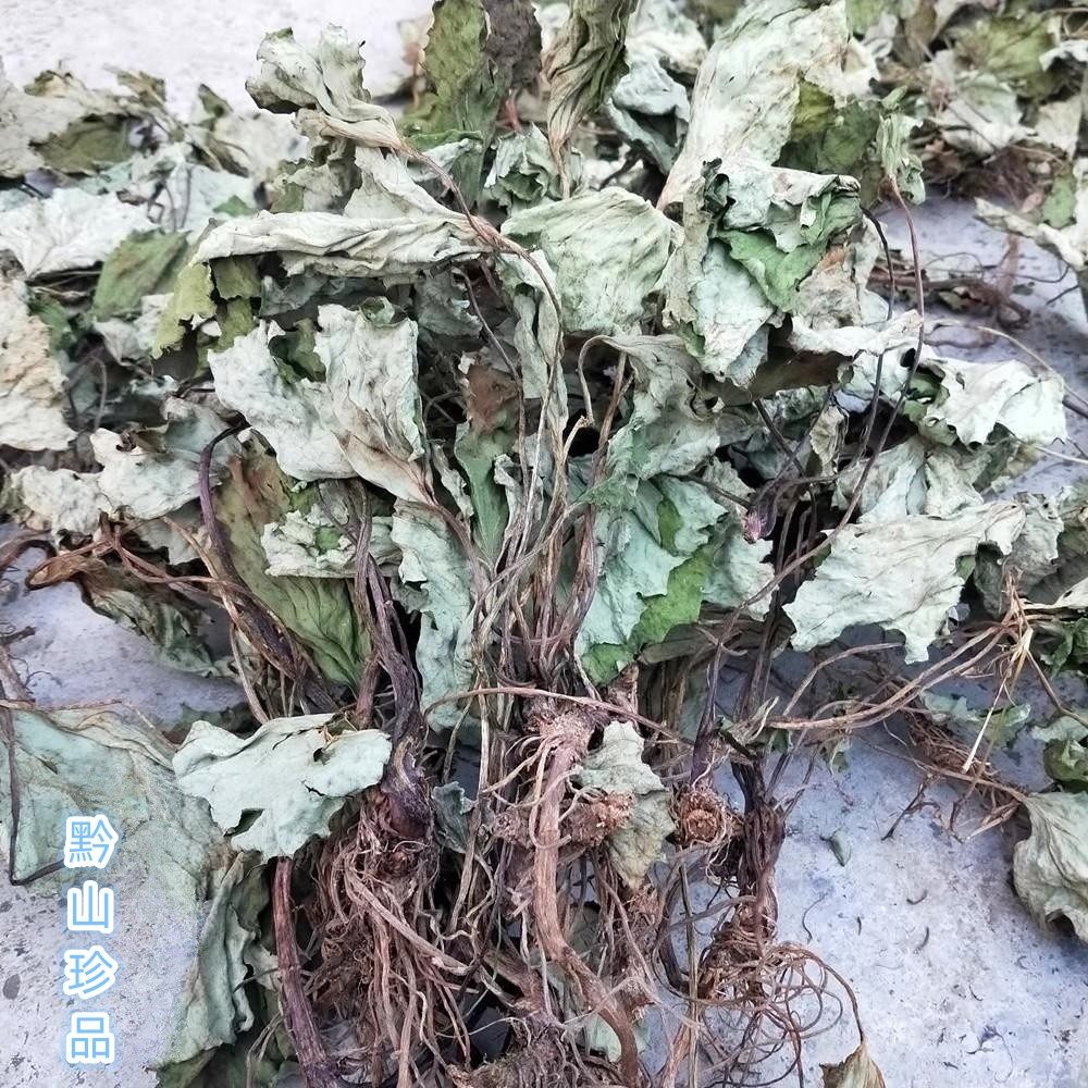 采挖晒干菊科植物毛裂蜂斗菜