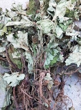 采挖晒干菊科植物毛裂蜂斗菜