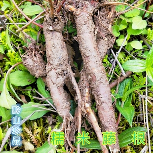 贵州糯米藤根 中药材糯米菜雾水葛捆仙绳 新鲜现挖玄麻根红米藤根