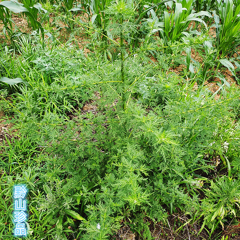 贵州新鲜青蒿 细叶蒿中药材香蒿苦蒿小孩泡澡 泡茶清热下火黄花蒿