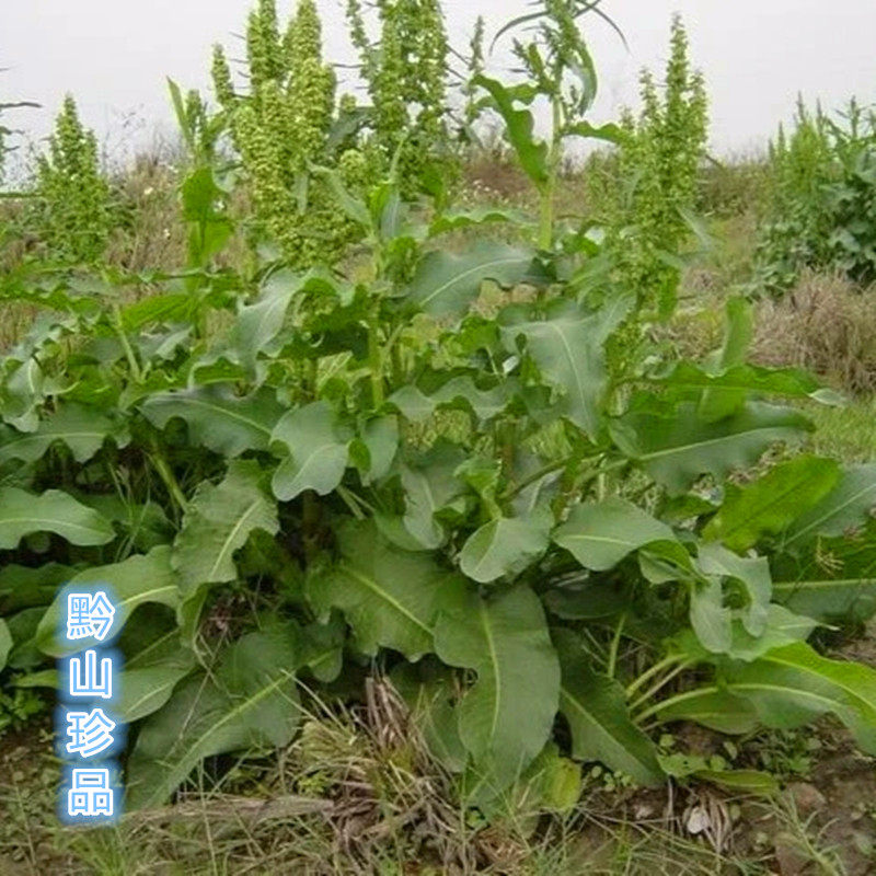 贵州土大黄根中草药材红筋大黄血三七牛耳大黄新鲜采挖羊蹄根500g