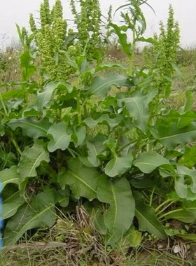 贵州土大黄根中草药材红筋大黄血三七牛耳大黄新鲜采挖羊蹄根500g