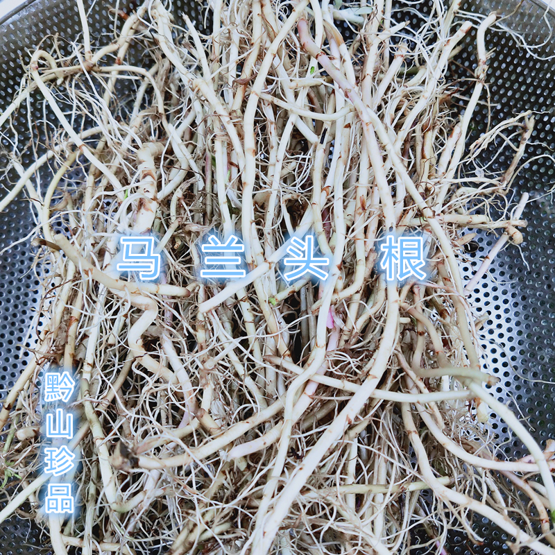阶前菊马兰头晒干马兰菊根贵州