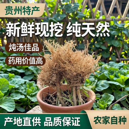 晒干朝天椒小米椒指天椒辣椒根