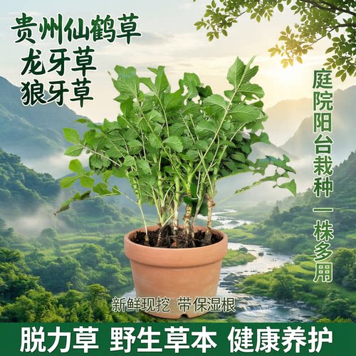 贵州仙鹤草新鲜带根发