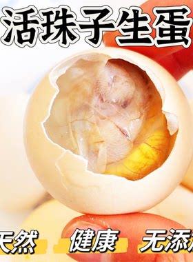 13天活珠子生的钢化蛋鸡胚蛋原味活珠子孵化鸡蛋南京活珠毛蛋