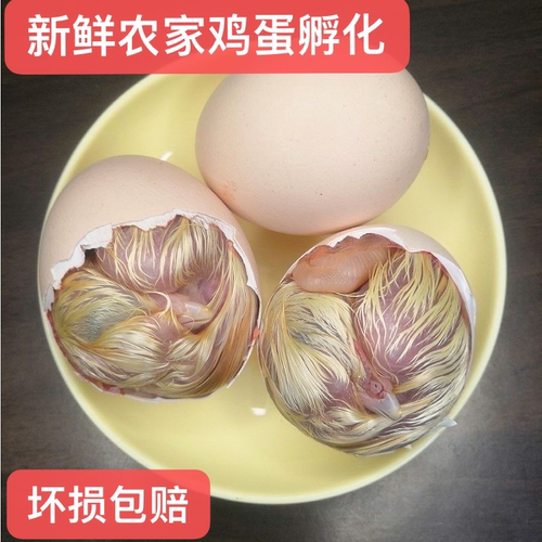 孵化毛蛋半鸡半毛蛋全鸡全毛蛋