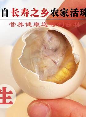 孵化13天土鸡活珠子鲜活生鸡活珠生命蛋河南特产钢化蛋非全毛蛋