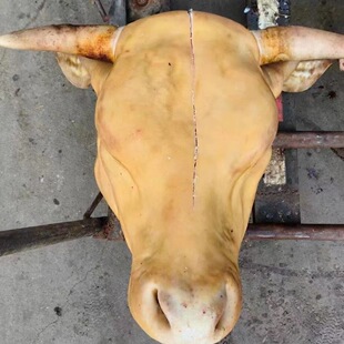 新鲜牛头整个黄牛头劈开带牛舌头鲁西黄牛燎毛生鲜黄牛头大牛头宴