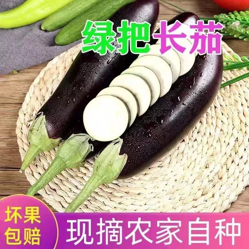 茄子农家自种长茄子山东辽宁大棚紫皮现摘现发新鲜蔬菜紫茄子批发
