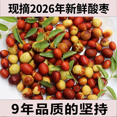 陕西山西野生酸枣新鲜现摘孕妇