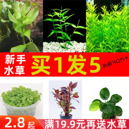 大叶水草销量排行榜 大叶水草品牌热度排名 小麦优选