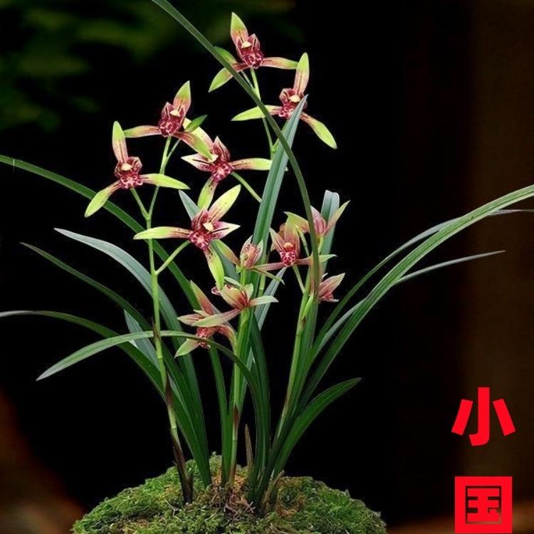 兰花苗小国魂逸虹双骄