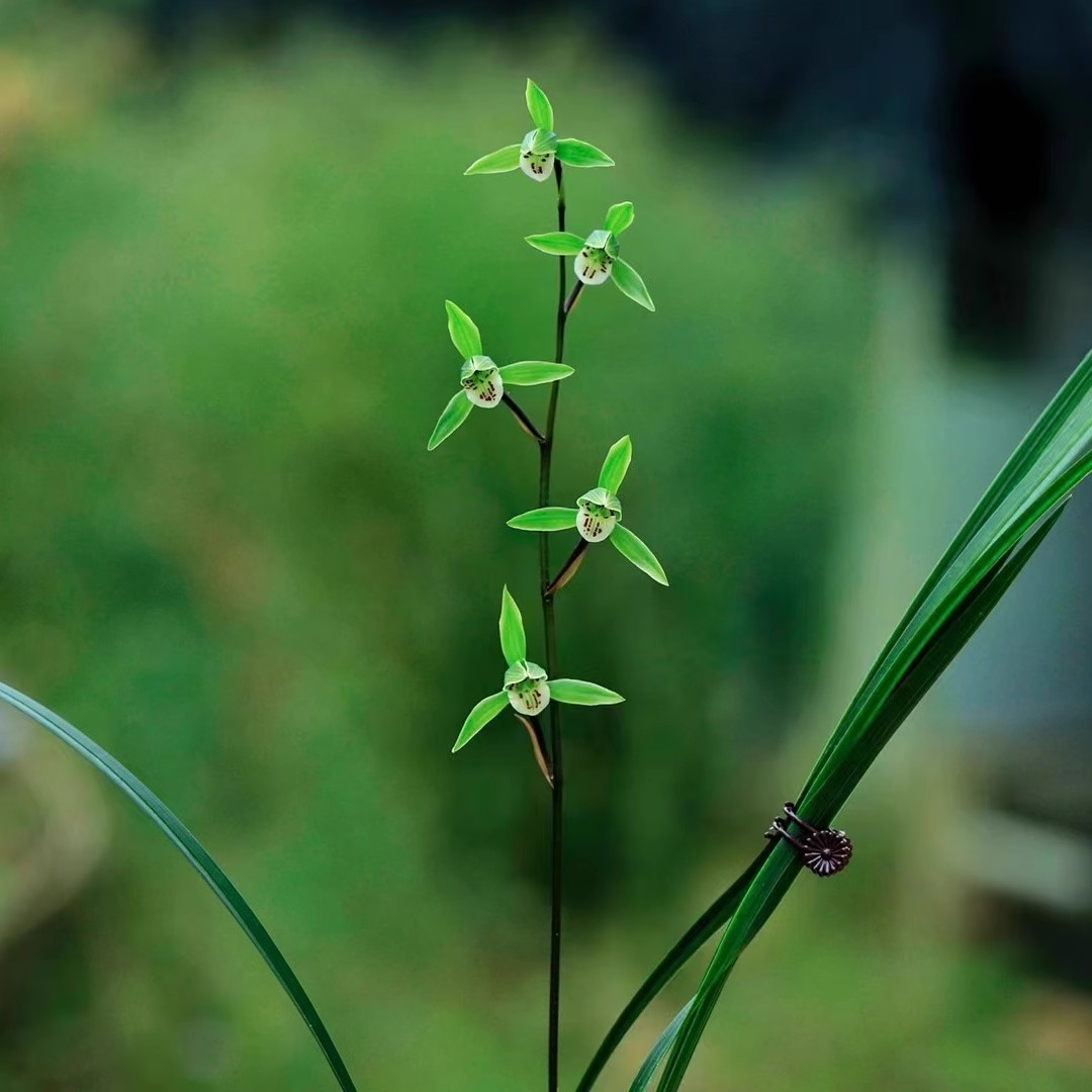 三青绿花红如意名贵清香绿植