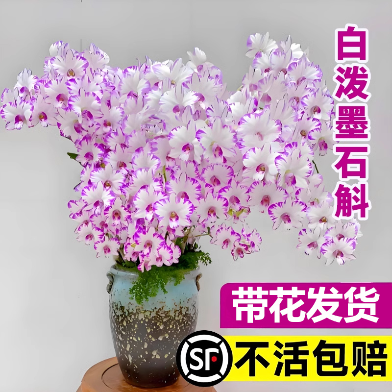 白泼墨石斛兰盆栽秋带花苞浓香型