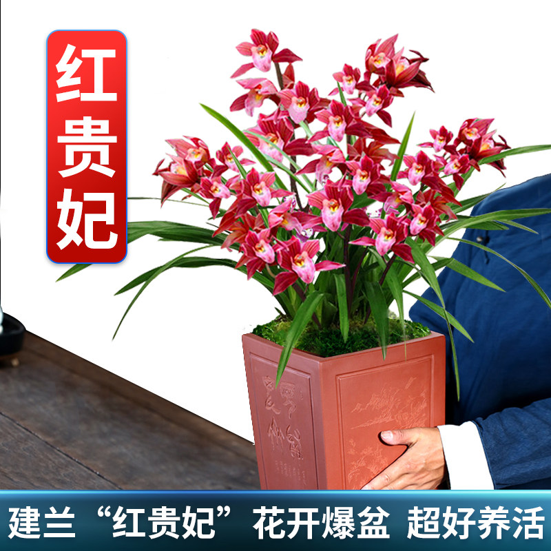 兰花苗 红贵妃 夏带浓香花苞出售建兰四季兰草 入门好养花卉