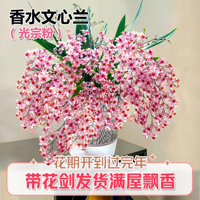 文心兰现带超多花出售