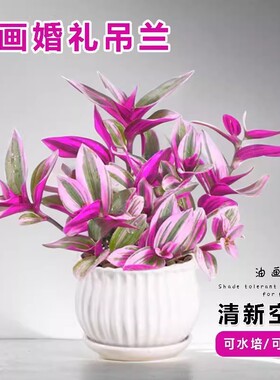 油画婚礼吊兰盆栽紫色绿叶室内观赏植物可水培土养净化空气