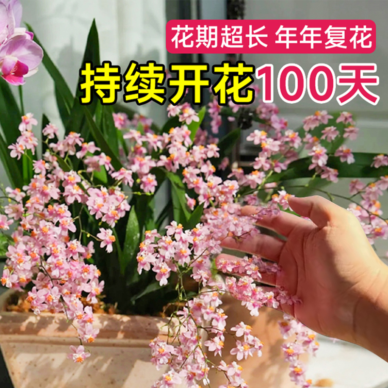 兰花文心兰香水水培植物