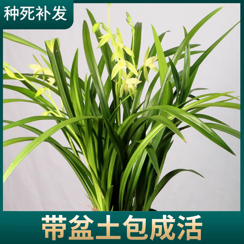 兰花苗好养兰草浓香绿植国兰