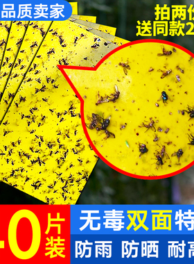 粘虫板黄板双面诱虫蓝板纸贴黄色包邮沾小飞虫果园蓟马大棚园艺