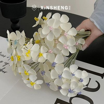 芯苼资材蓝星花干花花艺资材