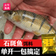 钓小溪流石斑鱼饵料窝料野钓鱼饵鱼料溪石班鱼鱼饵石斑光唇鱼饵料