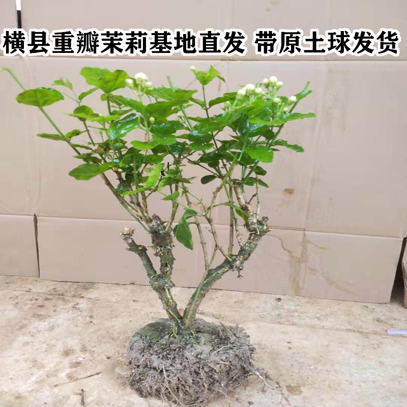 茉莉花苗树老桩盆栽适合懒人的植物当年开花苗四季种易活观花花卉