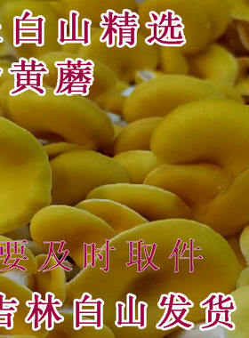 东北新鲜榆黄蘑现采现发菌香浓郁