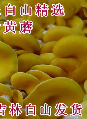 东北新鲜榆黄蘑长白山新鲜玉皇蘑黄金菇绿色无添加现采榆黄蘑