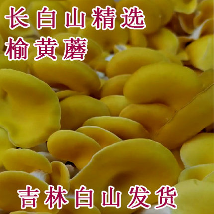 东北新鲜榆黄蘑长白山新鲜玉皇蘑黄金菇绿色无添加现采榆黄蘑