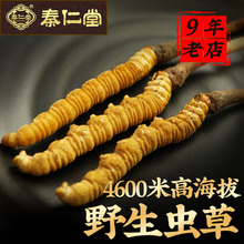 冬虫夏草野生2克8根正品西藏那曲虫草干货无断草玉树秦仁堂礼盒装