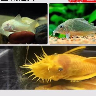 黄金大帆鱼鼠鱼胡子鱼青苔红蓝眼随机清道夫活体淡水清缸除藻包邮