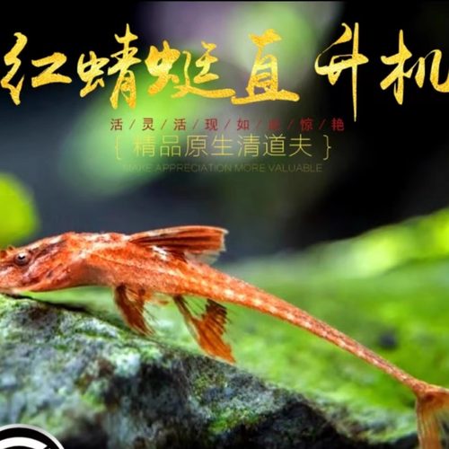 清道夫红蜻蜓直升机异型鱼