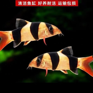 三间鼠鱼小丑泥鳅三间老鼠鱼龙鱼配鱼清缸热带观赏工具鱼活体宠物