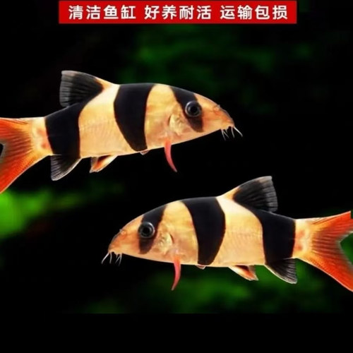 三间鼠鱼小丑泥鳅观赏工具鱼