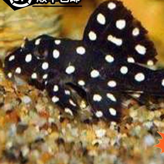 清道夫鱼皇后雪球471异型鱼苗清缸除藻热带淡水观赏鱼小型包邮