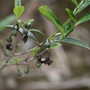 【25年炭焙白茶籽】福鼎野生小叶菜茶群体种贡眉茶果纯日晒125克