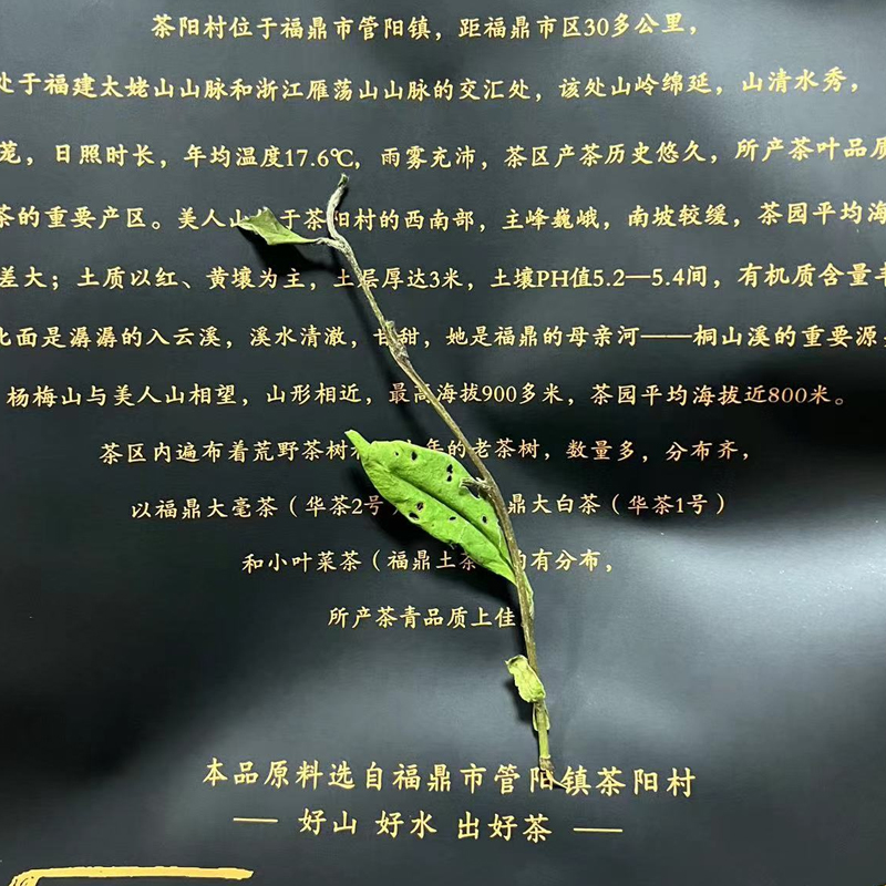 荒野白毛茶寿眉福鼎白茶花香超甜