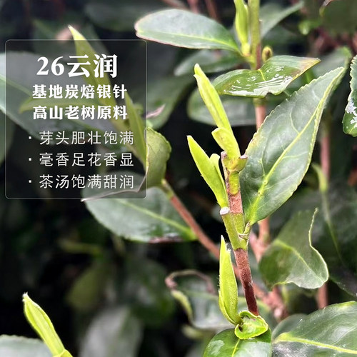 炭焙白毫银针寻芷毫香足