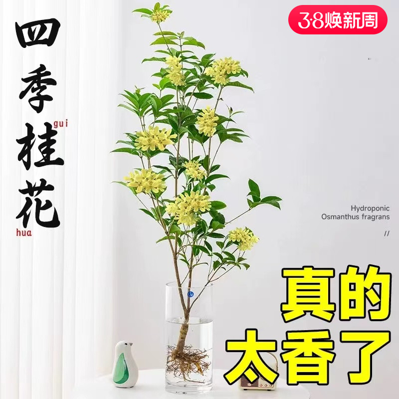 水培四季桂花树苗阳台盆栽室内水养浓香型花卉室内办公桌好养植物