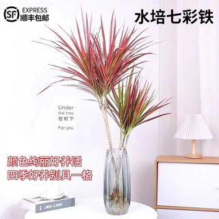 水培植物七彩铁千年木龙血树客厅绿植小树苗水养带根办公室桌面