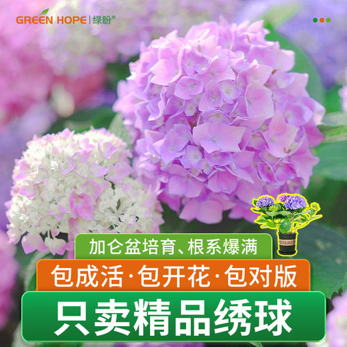 绣球花带花发货大花绣球